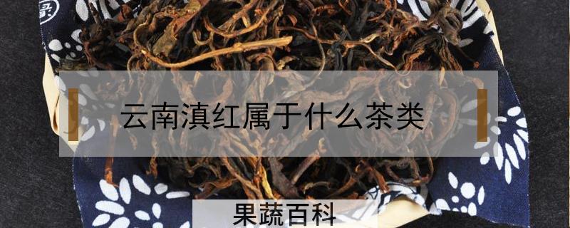 云南滇红属于什么茶类