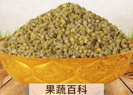 绿小米的功效与作用