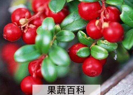 适合减肥的低糖水果
