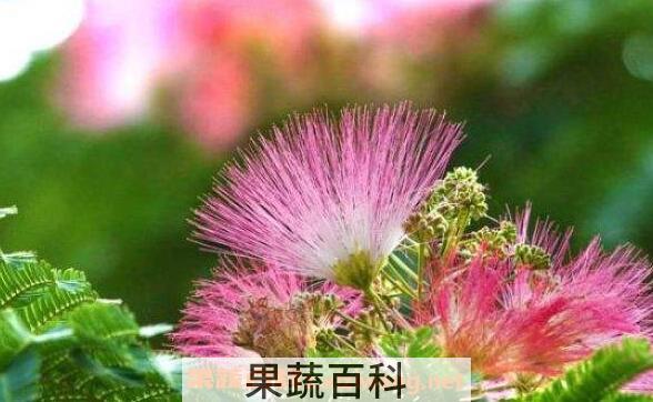合欢花到底怎么养 合欢花的养殖方法和注意事项