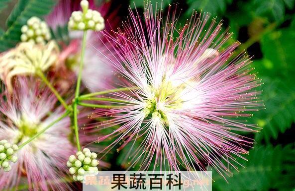 合欢花到底怎么养 合欢花的养殖方法和注意事项