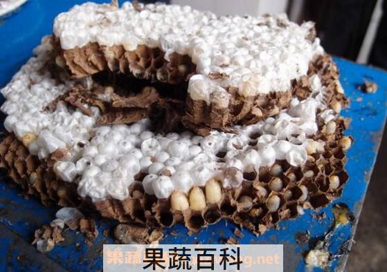 蜜蜂窝熬水能治什么病 蜜蜂窝煮水的作用