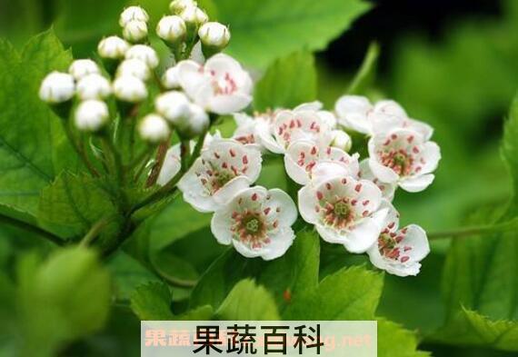 山楂花蜜的作用与功效