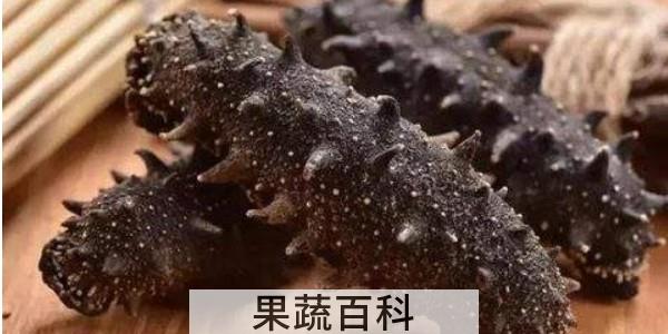 假海参和真海参的区别