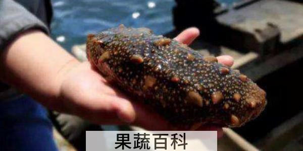 假海参和真海参的区别