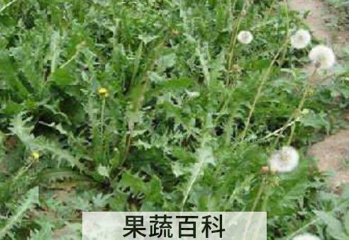 野生蒲公英如何处理 野生蒲公英的功效