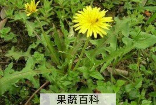 野生蒲公英如何处理 野生蒲公英的功效