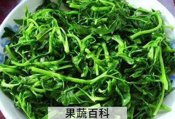 苜蓿怎么吃好 哪些人不能吃苜蓿
