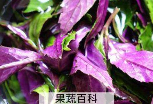 紫背菜的功效与作用 紫背菜什么人不能吃