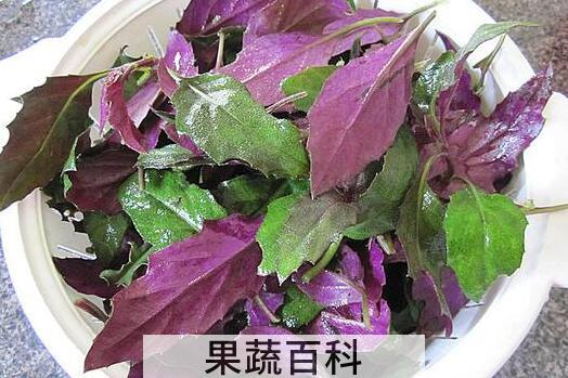 紫背菜的功效与作用 紫背菜什么人不能吃