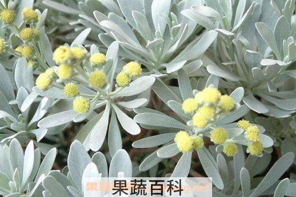 芙蓉菊