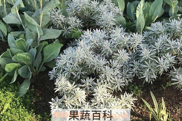 芙蓉菊