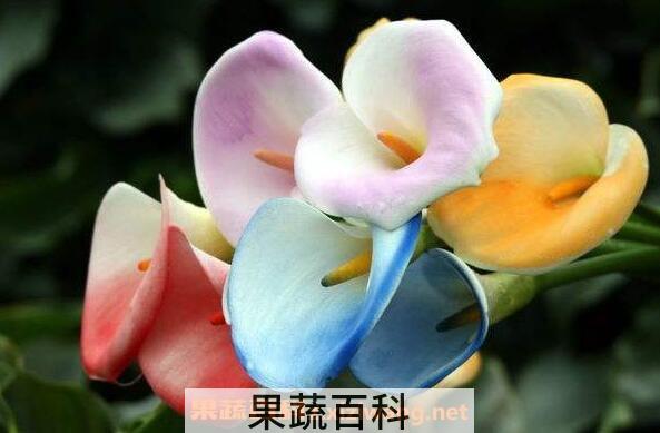 海芋花的功效与作用 海芋花有什么颜色
