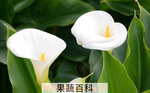 海芋花的功效与作用 海芋花有什么颜色