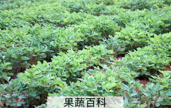 干花生苗的功效与作用