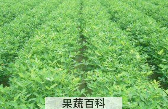 干花生苗的功效与作用