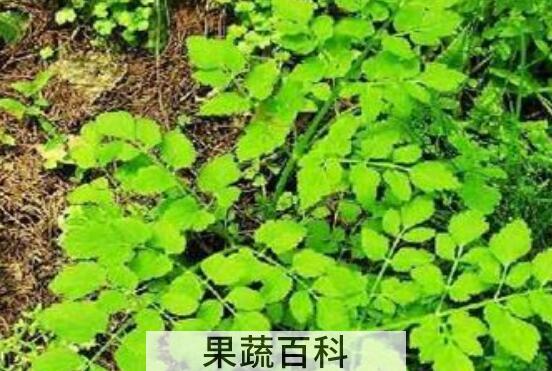 毒芹菜和野芹菜的区别 野芹菜的功效与作用