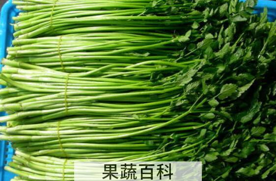 毒芹菜和野芹菜的区别 野芹菜的功效与作用