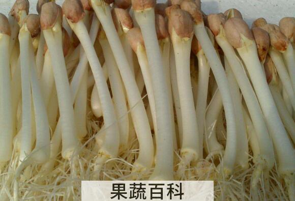 花生苗怎么处理再吃 花生苗哪些部分不能吃