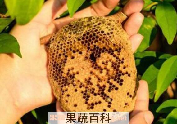 蜜蜂窝泡酒有什么功效 蜂窝泡酒的作用与功效