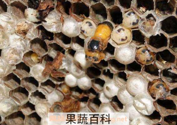 野生蜜蜂窝可以吃吗 蜜蜂窝怎么吃最好