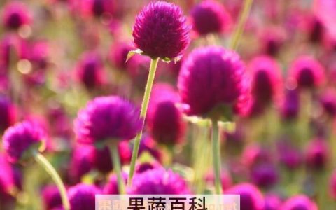 千日红种子的种植方法 千日红种子的播种方法