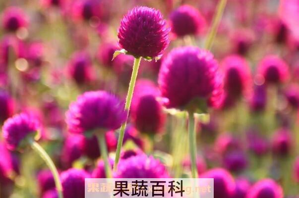  千日红种子的种植方法 千日红种子的播种方法