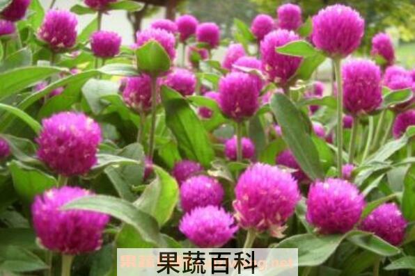  千日红种子的种植方法 千日红种子的播种方法