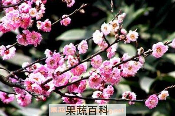 野桃花的作用与功效