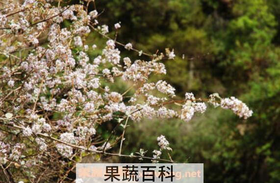 野桃花的作用与功效