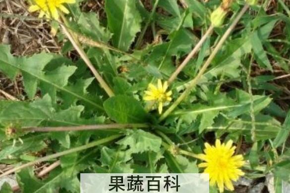 自己挖的蒲公英怎么处理 