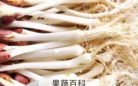 花生苗对身体有何益处