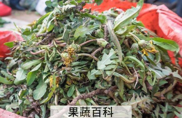 蒲公英怎么晒干的做法