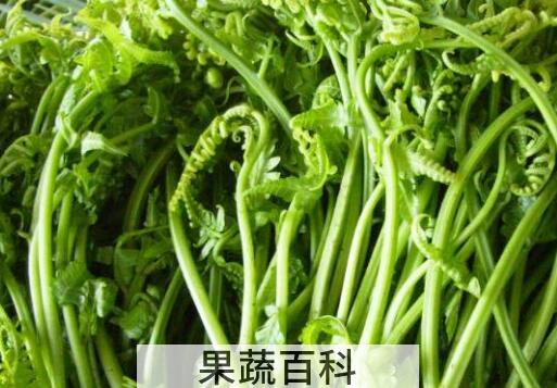 猴腿菜怎么吃 猴腿菜的做法大全