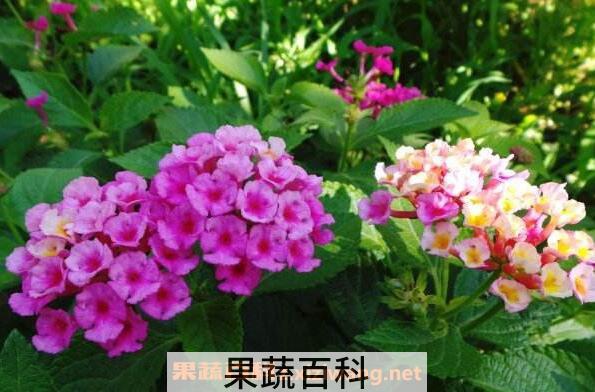 马缨丹花的功效与作用