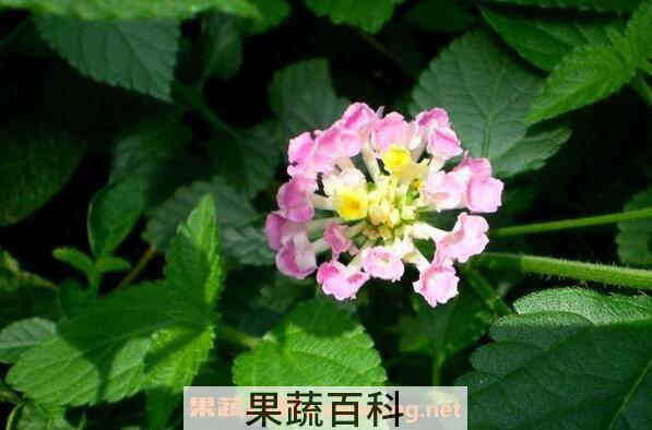 马缨丹花的功效与作用