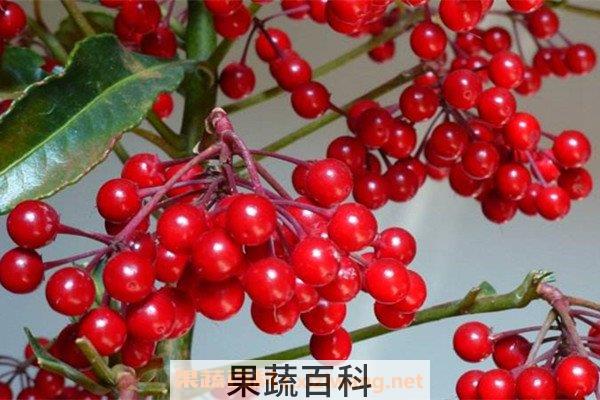 富贵籽