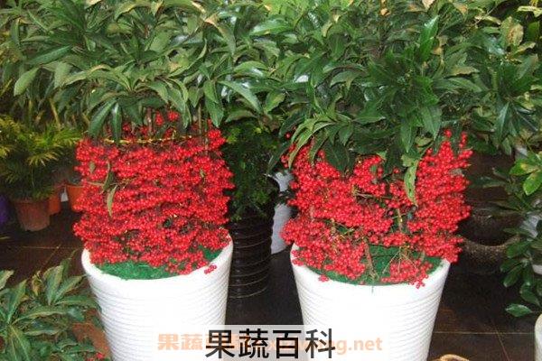 富贵籽
