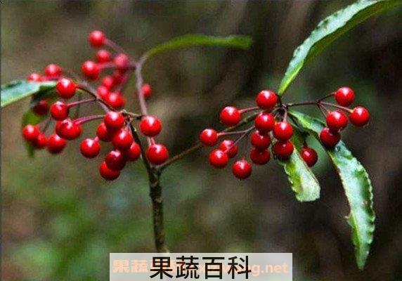 朱砂根