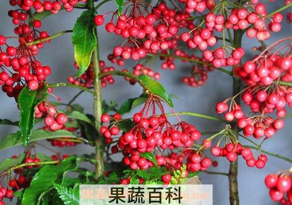 朱砂根