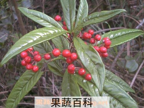 紫金牛