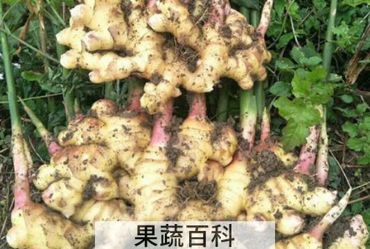 山竹子根的功效与作用