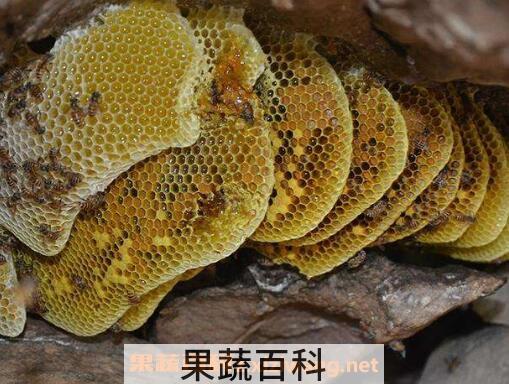 岩蜜的功效与作用