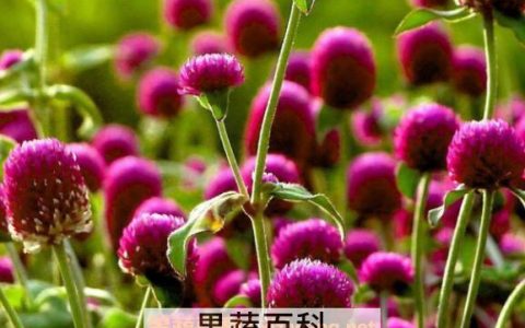 千日红如何播种 千日红怎样育苗