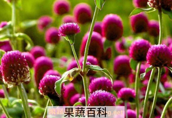 千日红如何播种 千日红怎样育苗