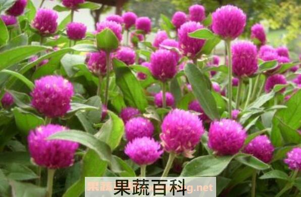 千日红如何播种 千日红怎样育苗