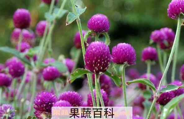 千日紫怎么养 千日紫的养殖方法与注意事项