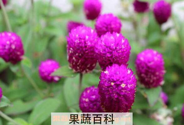 千日紫怎么养 千日紫的养殖方法与注意事项