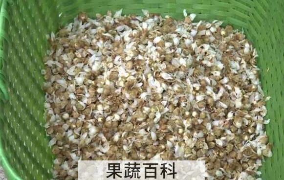 白枇杷花茶怎么泡 白枇杷花茶的功效