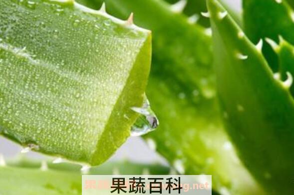 新鲜芦荟怎么煮水 怎样自制芦荟水